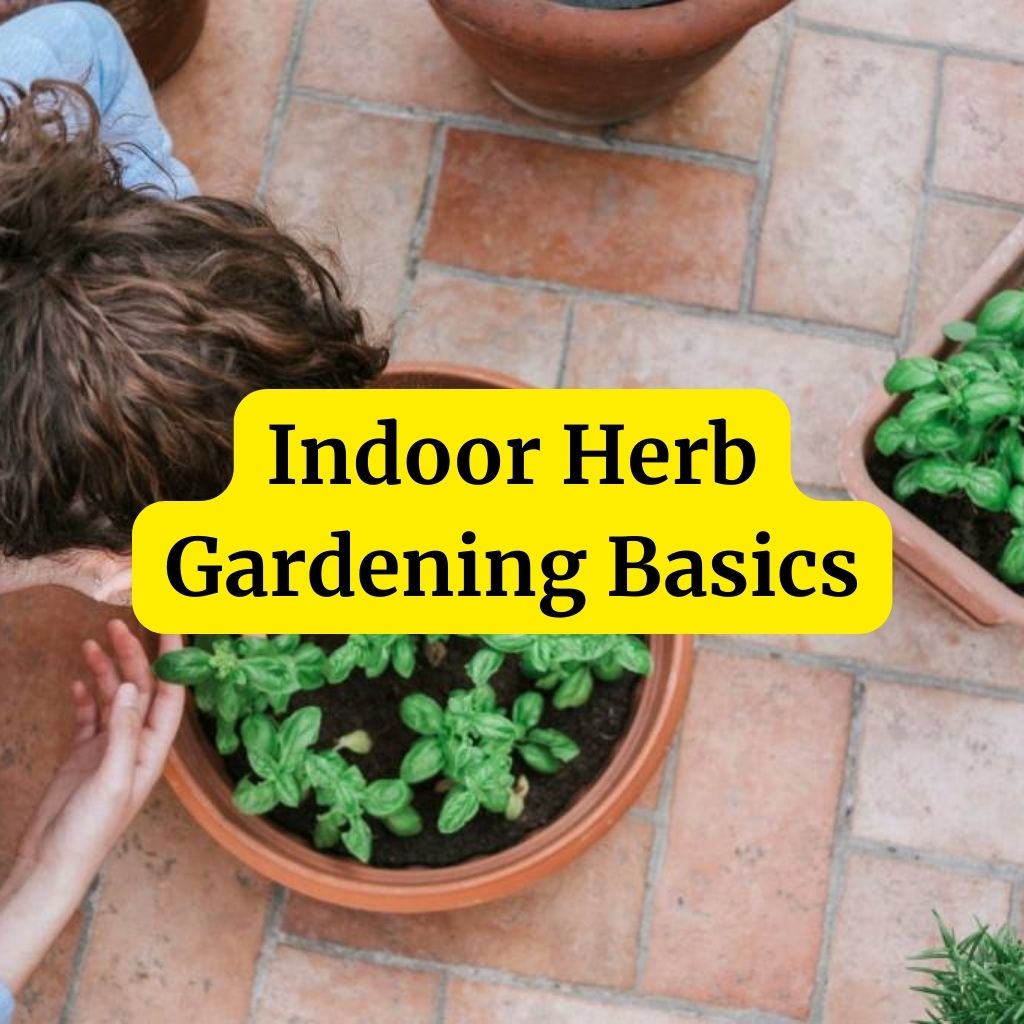 Indoor Herb Gardening Basics