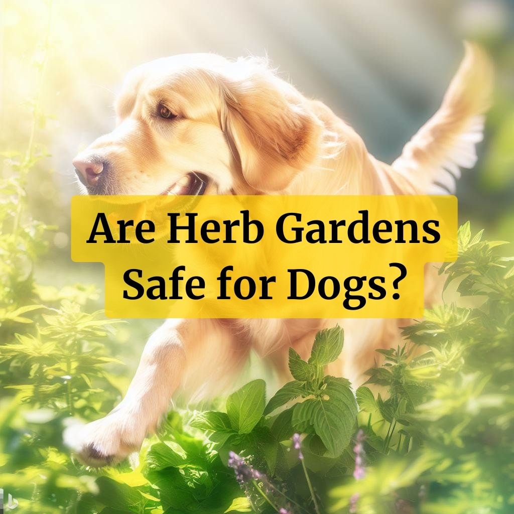 How to keep herb gardens safe for dogs