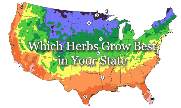Which Herbs Grow Best in Your State (U.S. Planting Zone Map)