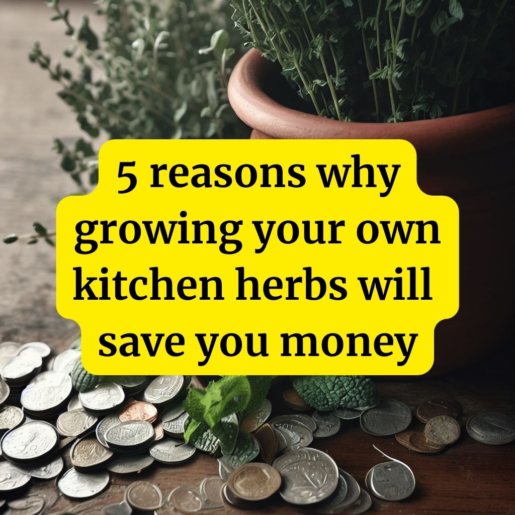 5 reasons why growing your own kitchen herbs will save you money