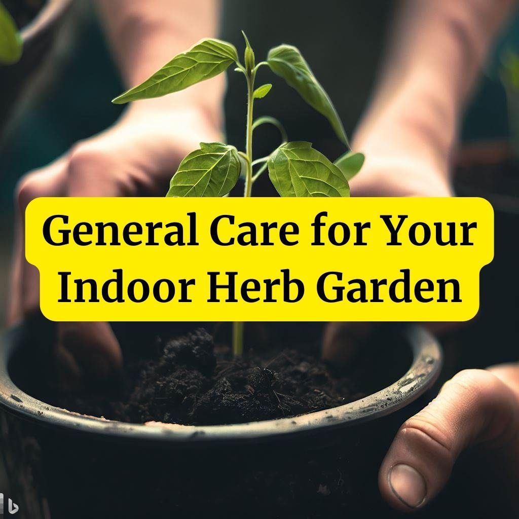 General Care for Your Indoor Herb Garden