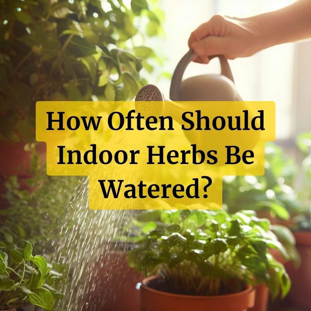 How Often Should Indoor Herbs Be Watered