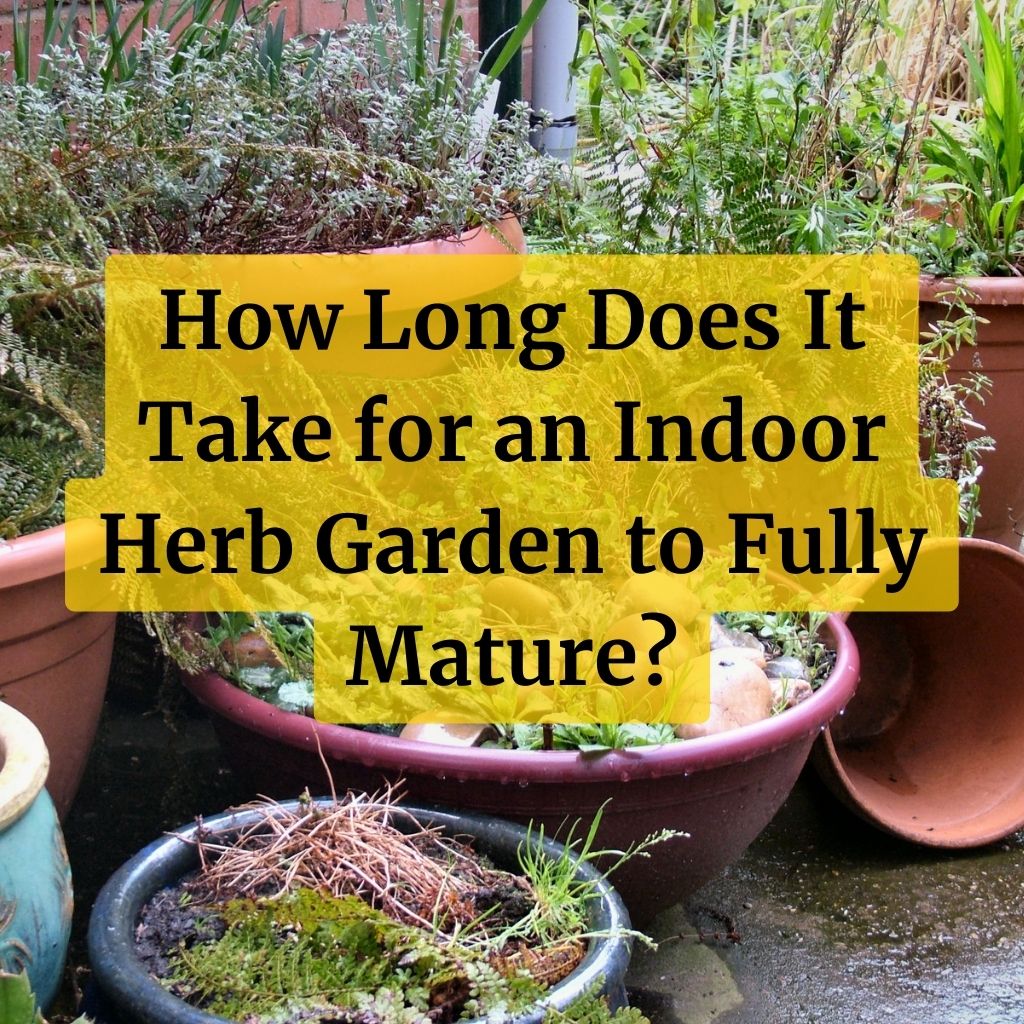 How Long Does It Take for an Indoor Herb Garden to Fully Mature?