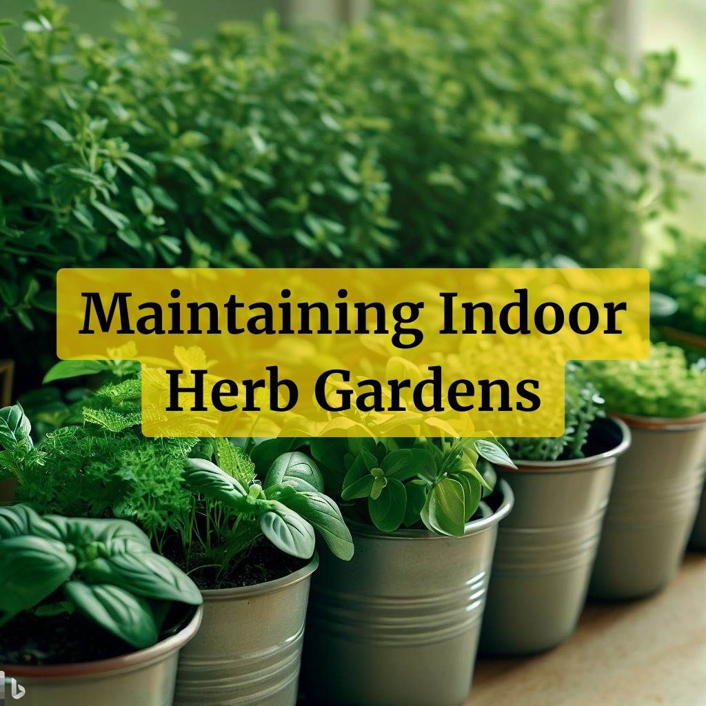 Maintaining an indoor herb garden