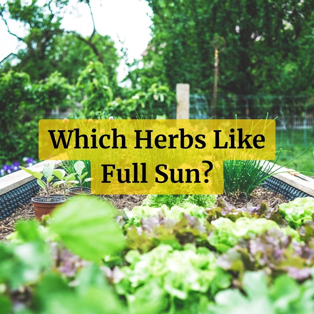 Which Herbs Like Full Sun?