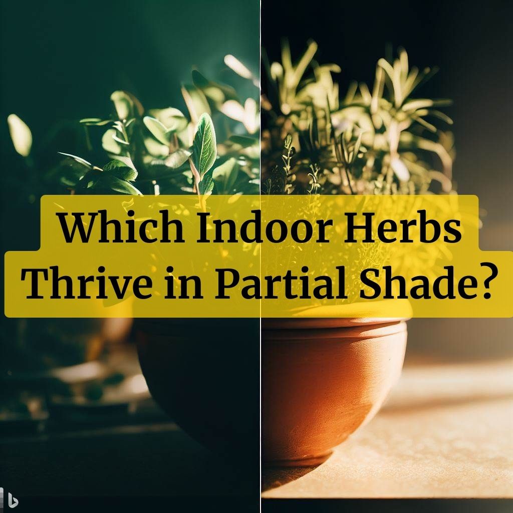Which Indoor Herbs Thrive in Partial Shade?