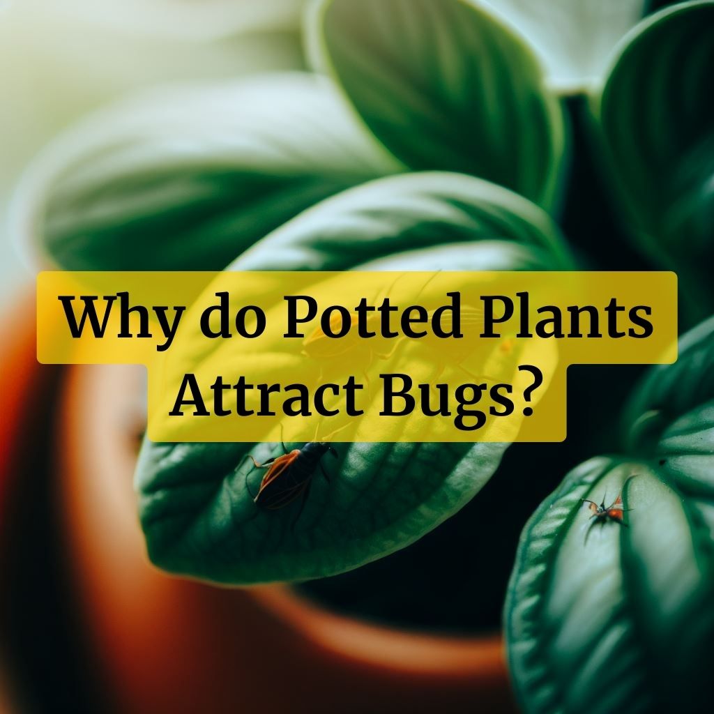 10-houseplants-that-keep-bugs-away-infographic