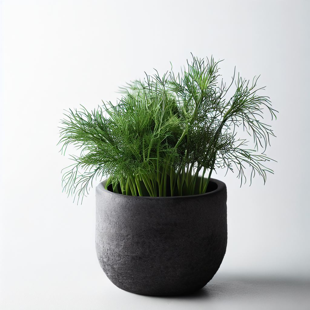 dill herb in dark cement pot