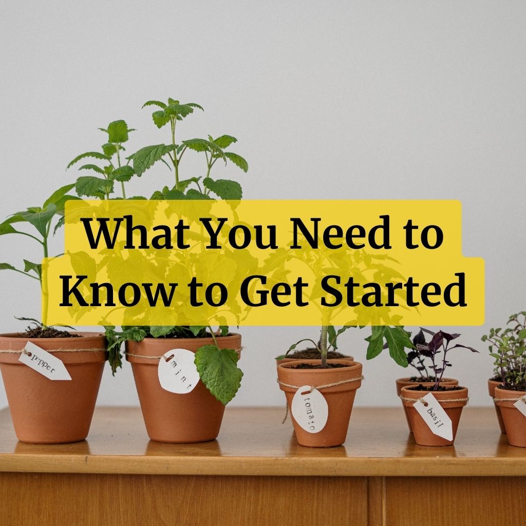 How to Start an Indoor Herb Garden: What You Need to Know to Get Started