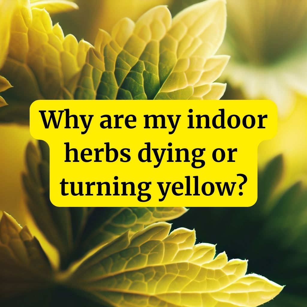 indoor herbs dying or turning yellow