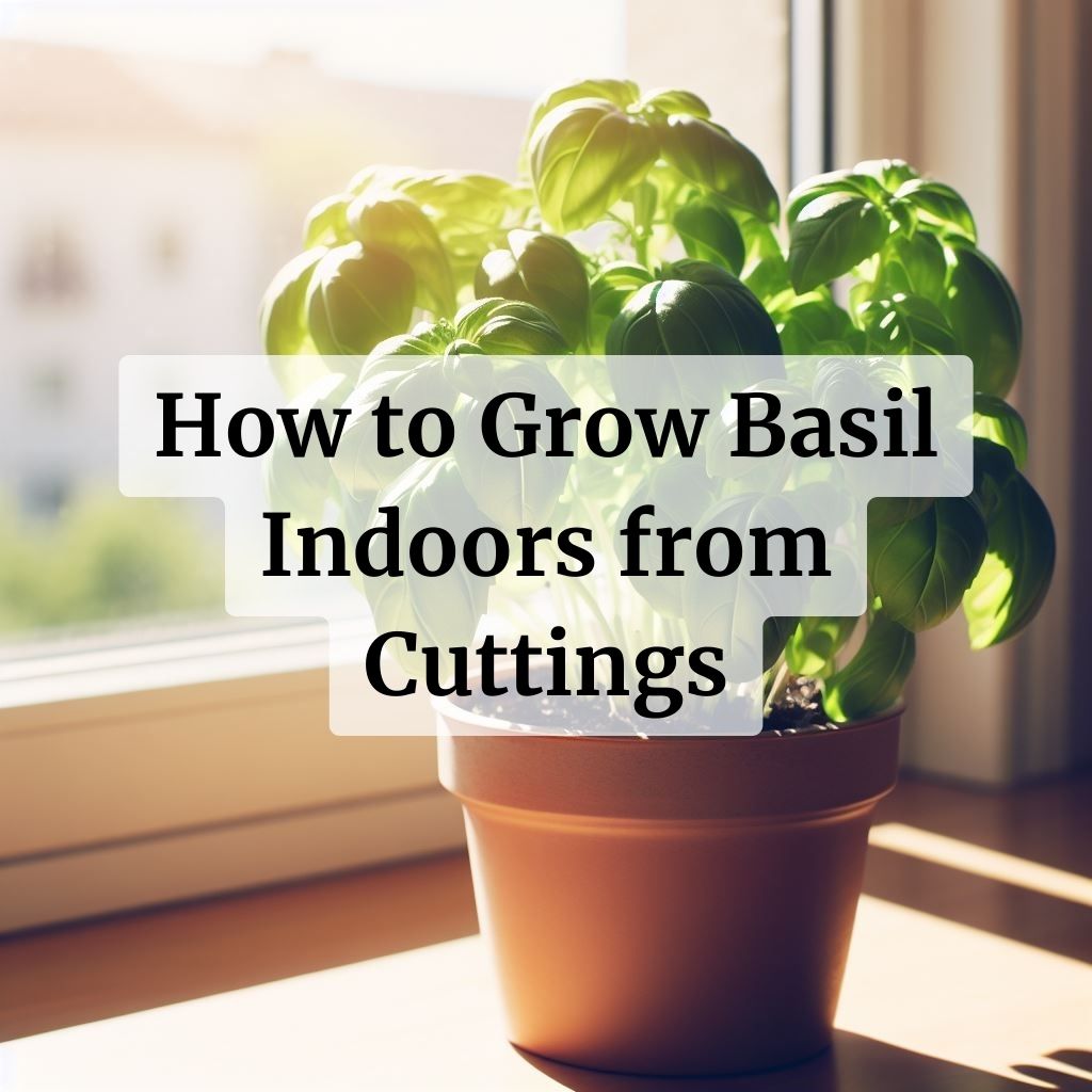 How to Grow Basil Indoors from Cuttings