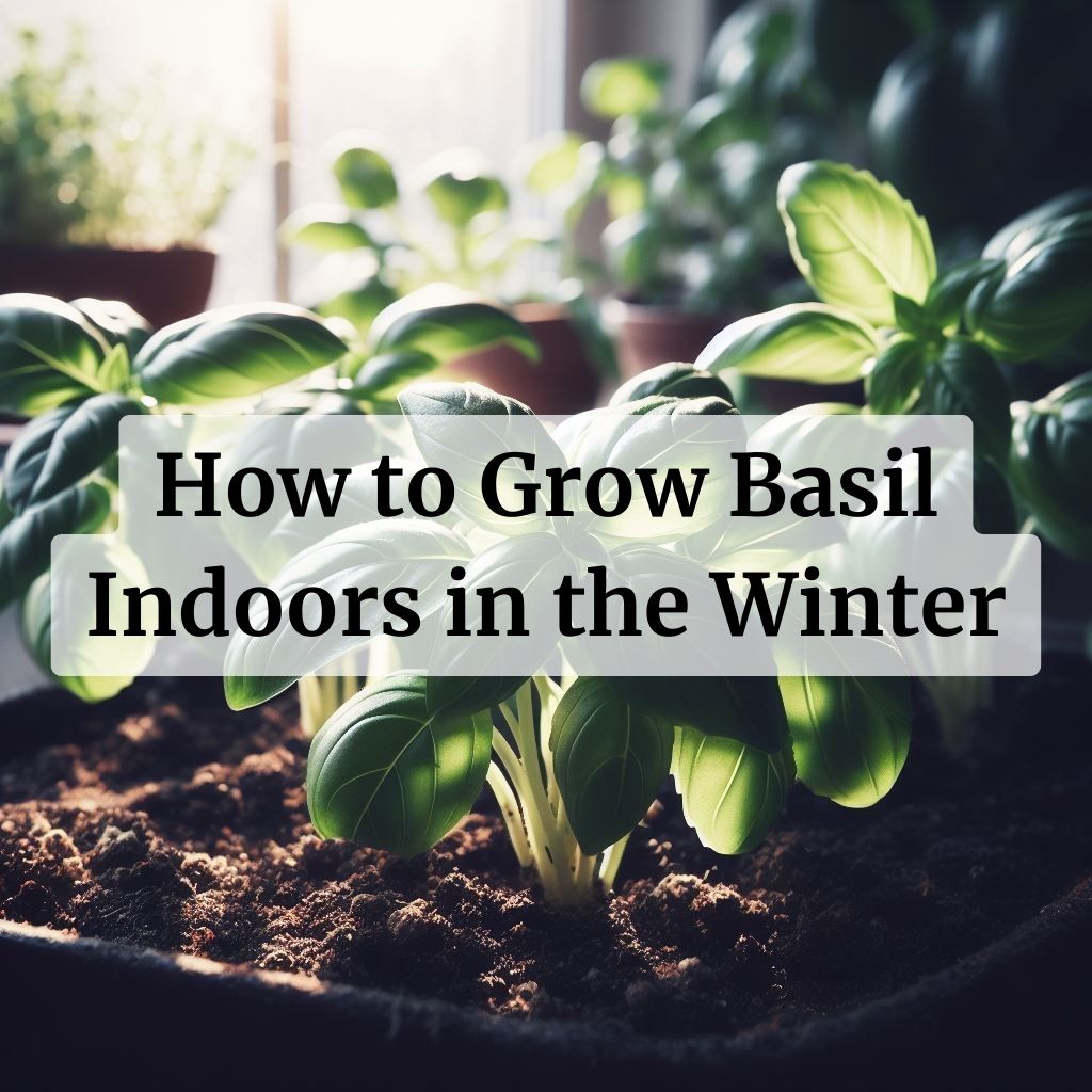 How to Grow Basil Indoors in the Winter