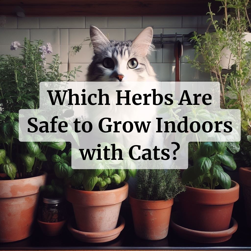 Which Herbs Are Safe to Grow Indoors with Cats?