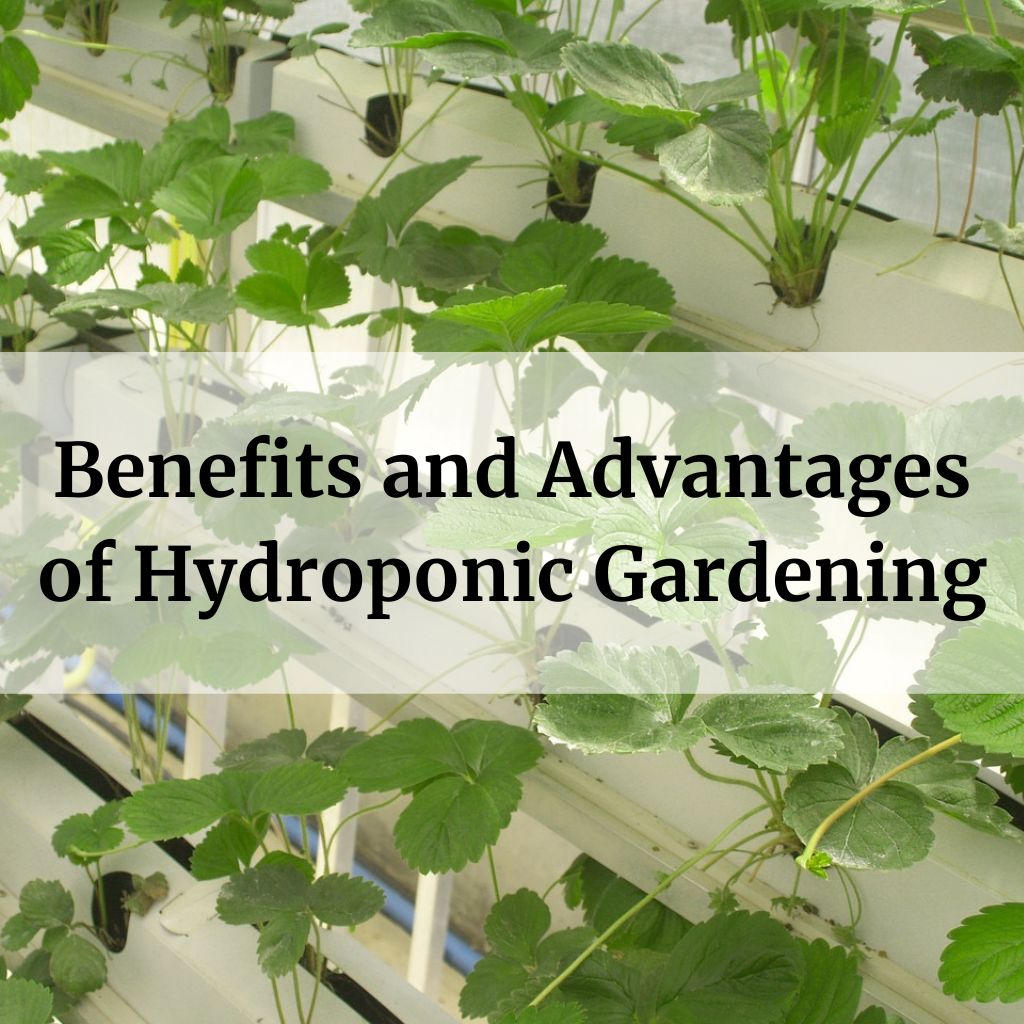 Benefits and Advantages of Hydroponic Gardening