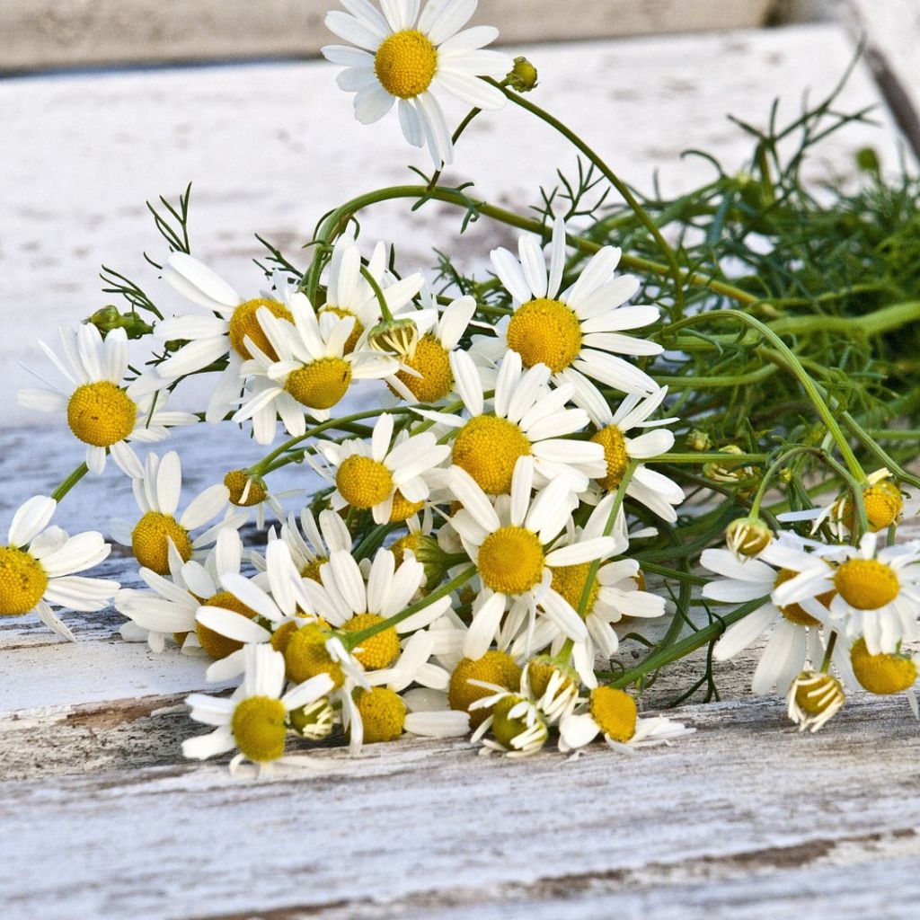 chamomile