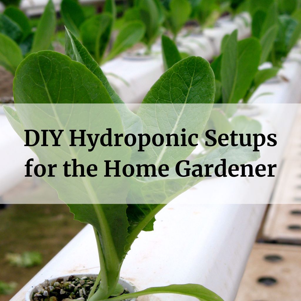 DIY Hydroponic Setups for the Home Gardener