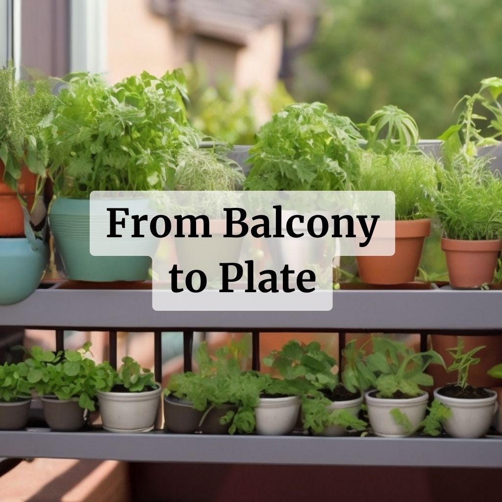 From balcony to plate: growing kitchen herbs on your balcony