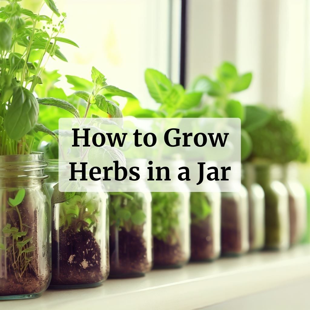 How to grow herbs in a jar