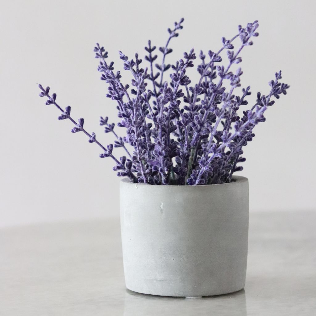 lavender