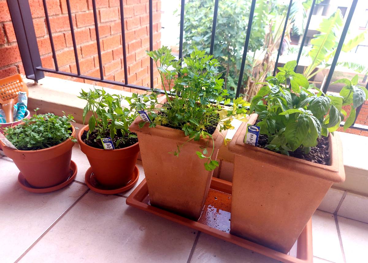 my herb balcony