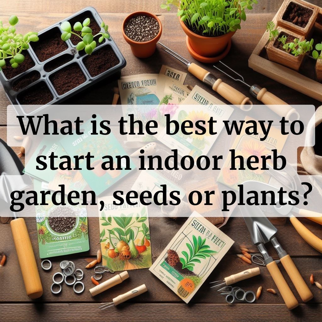 What is the best way to start an indoor herb garden, seeds or plants?