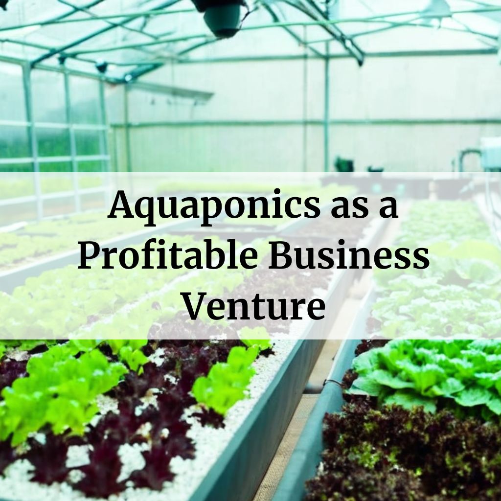 Aquaponics as a Profitable Business Venture