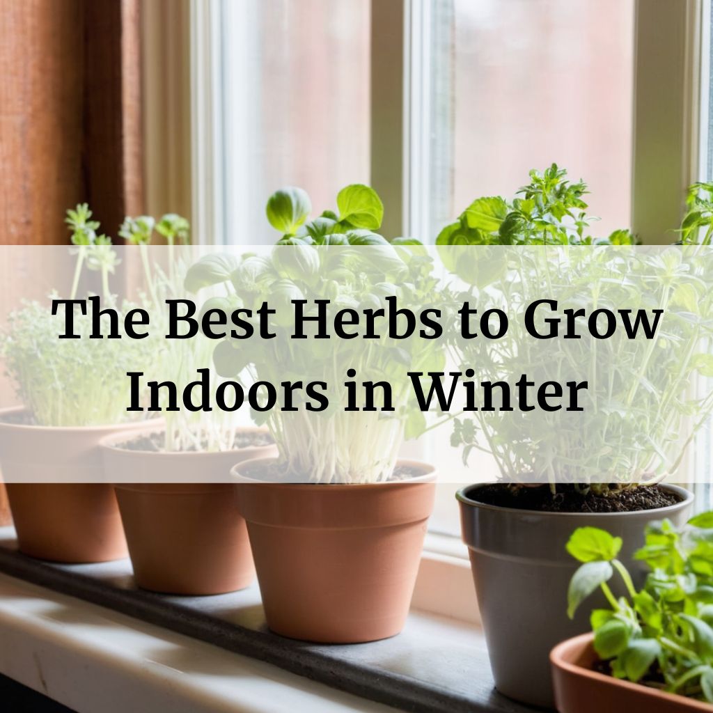 Best Herbs to Grow Indoors in Winter