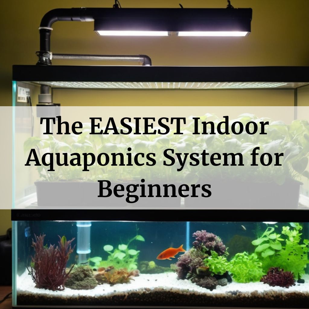 The Easiest Indoor Aquaponics System for Beginners