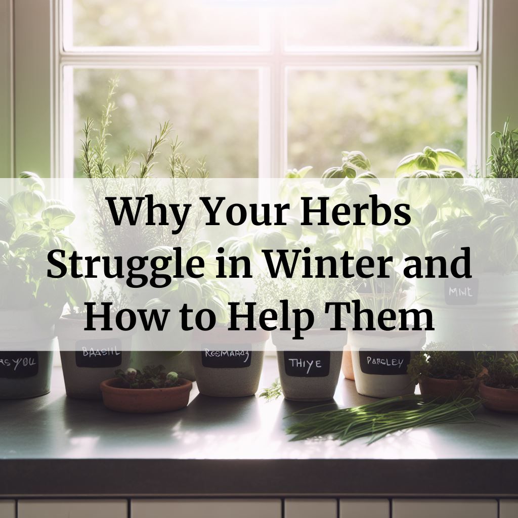 Why Your Herbs Struggle in Winter and How to Help Them