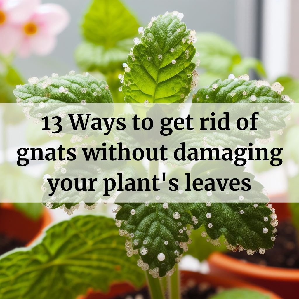 how to get rid of gnats