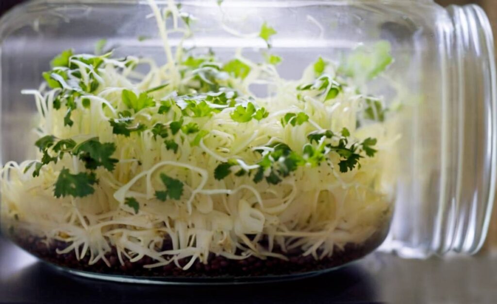 mason jar bean sprouts