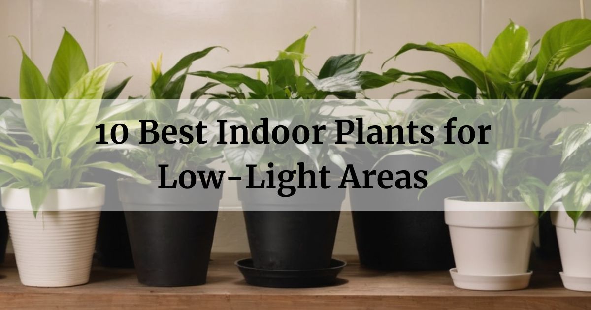 10 Best Indoor Plants for Low-Light Areas