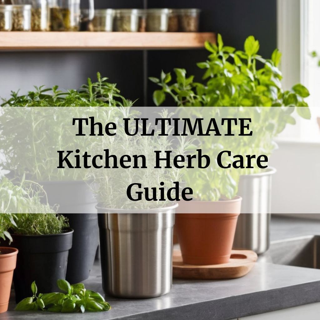 The ULTIMATE Kitchen Herb Care Guide
