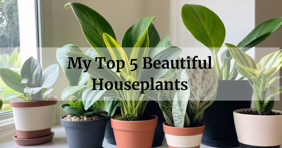 My Top 5 Beautiful Houseplants for 2024