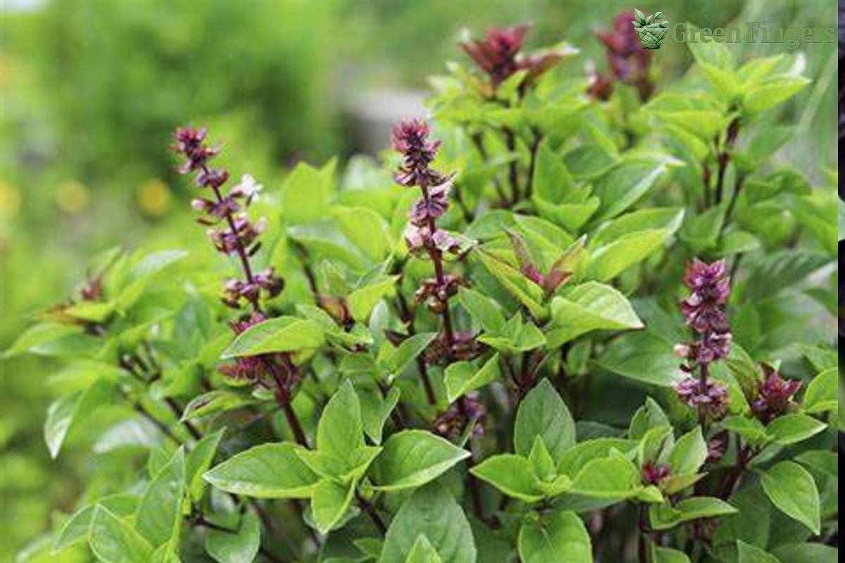 Thai basil