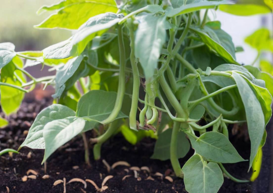 green beans container