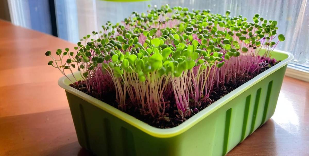 radishes container