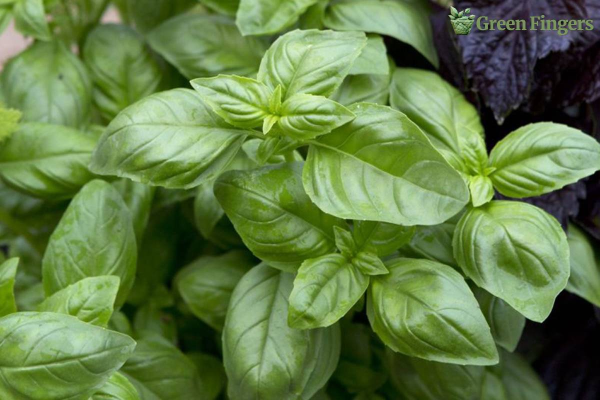 sweet basil