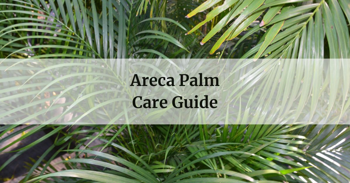 Areca Palm Care Guide