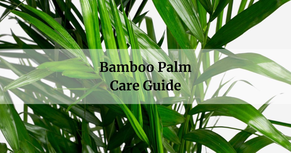 Bamboo Palm Care Guide