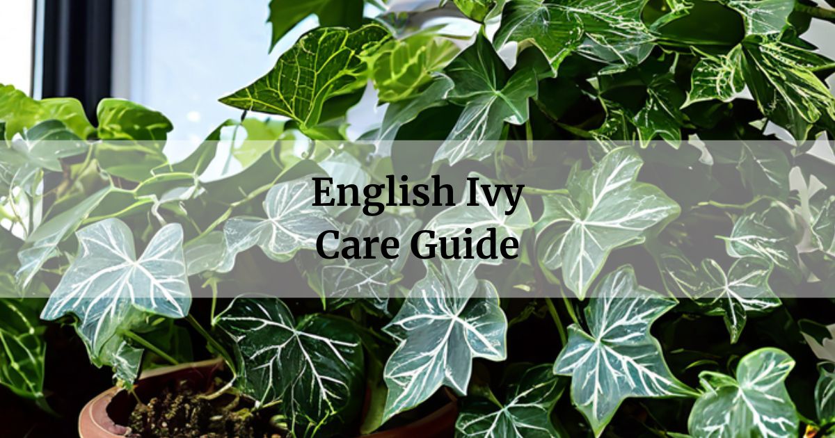 English Ivy Care Guide