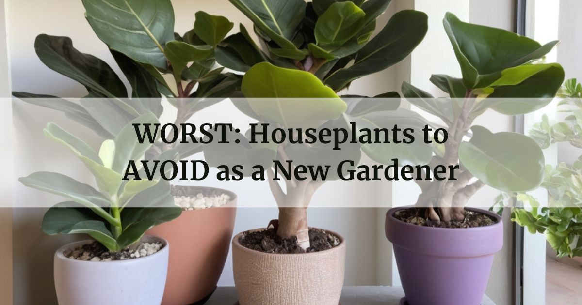 Houseplants to AVOID as a New Gardener