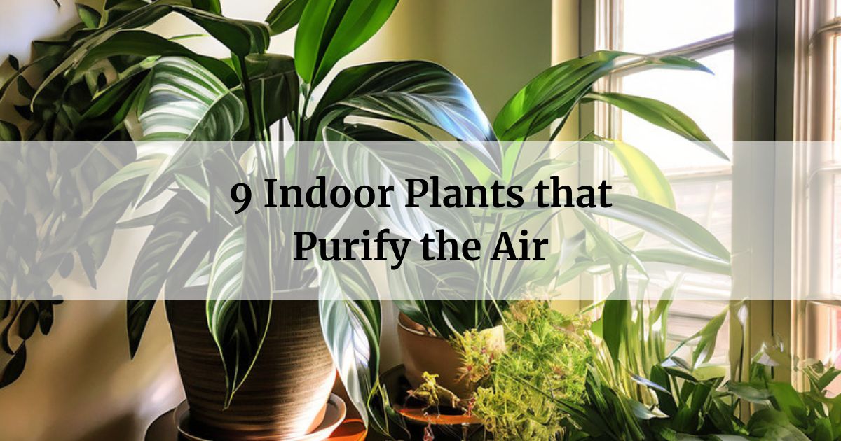 9 Indoor Plants that Purify the Air