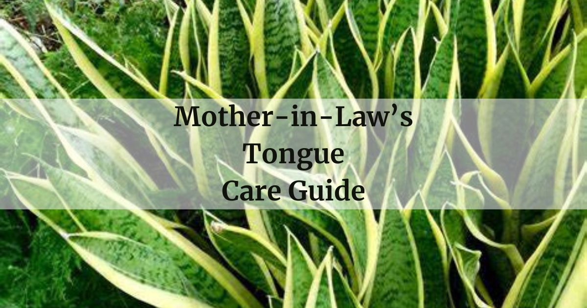 Mother-in-Law’s Tongue Care Guide