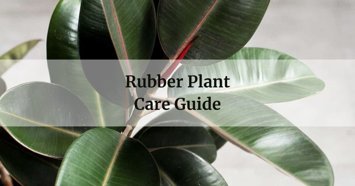 Rubber Plant Care Guide