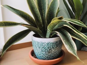 Snake Plant pot