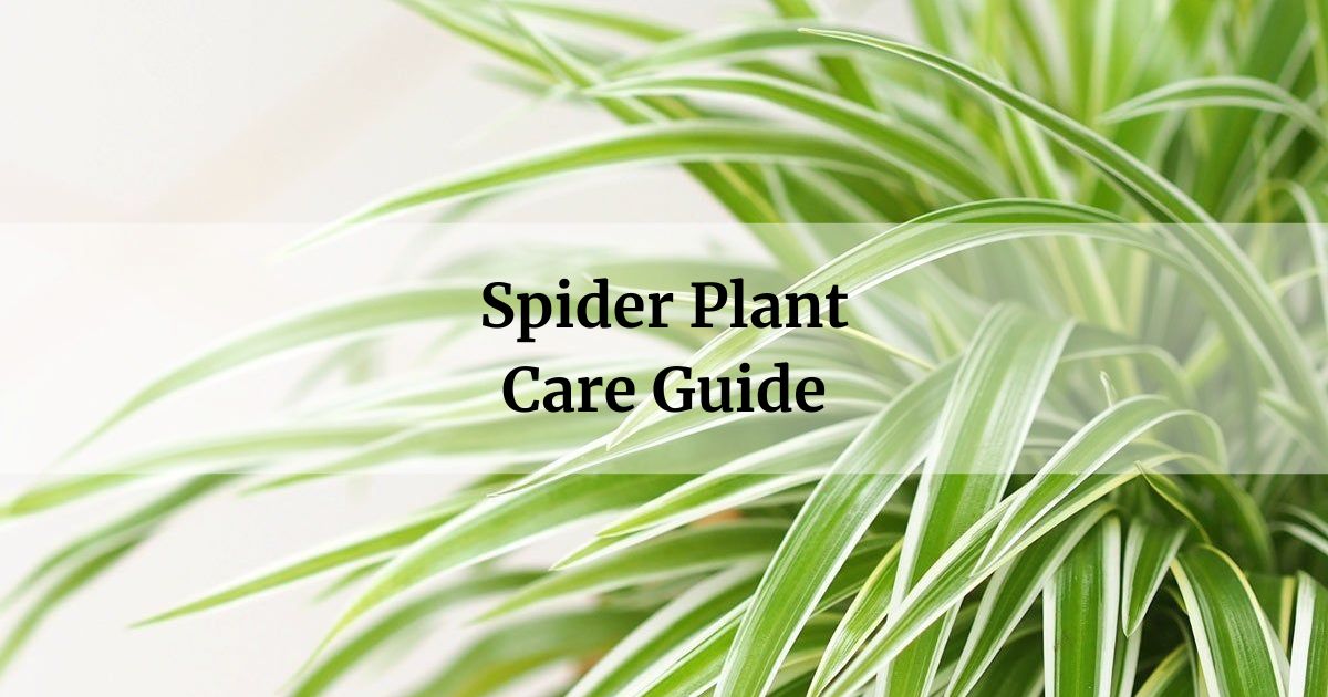 Spider Plant Care Guide