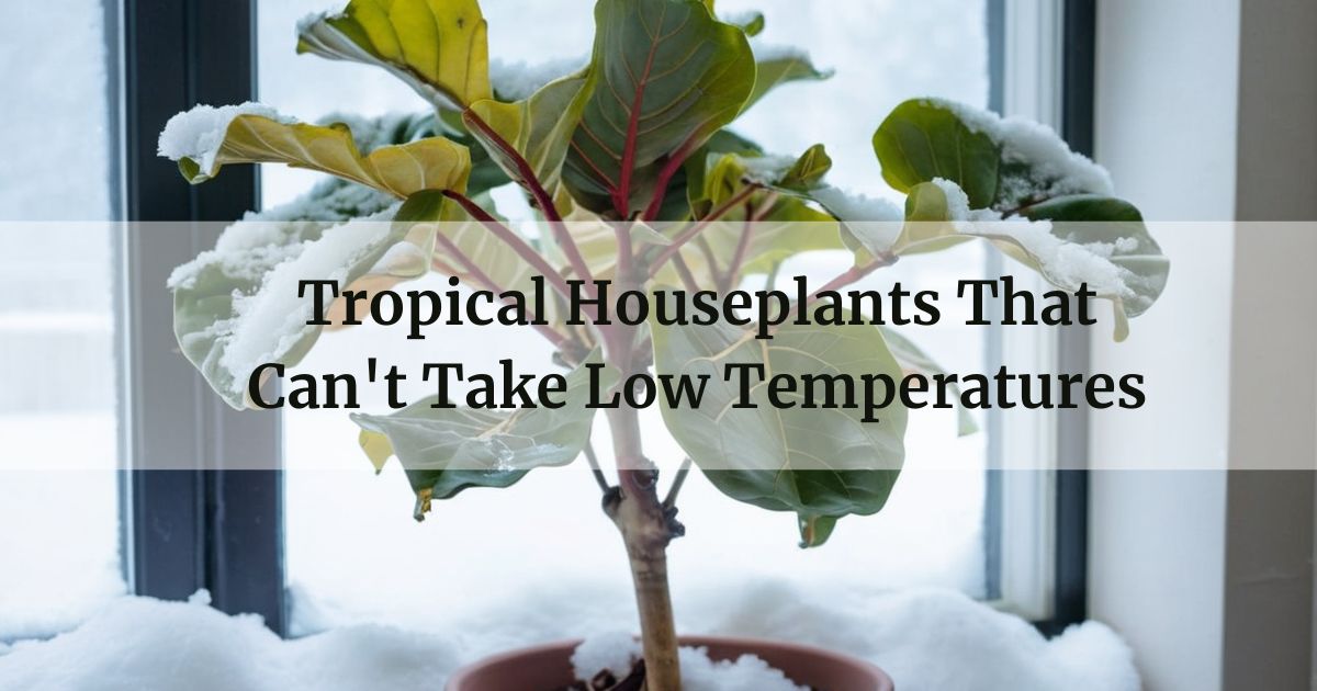 Tropical Houseplants That Can't Take Low Temperatures