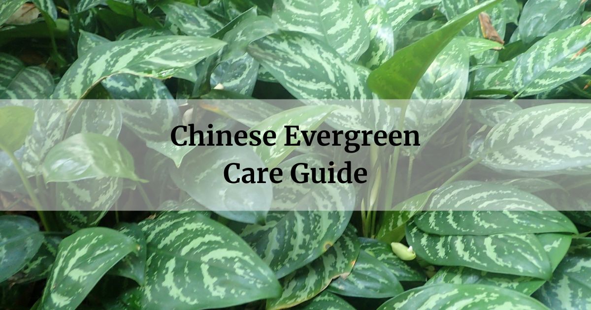 Chinese Evergreen