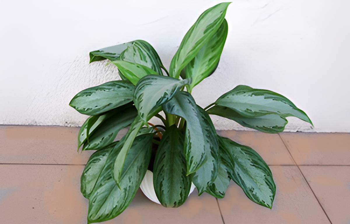 chinese evergreen on patio